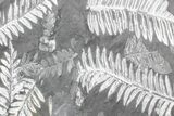 Fossil Seed Fern (Alethopteris & Neuropteris) Plate -Pennsylvania #168384-3